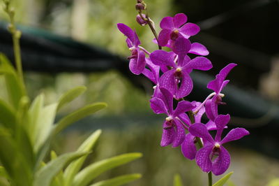 Close-up of purple flowers blooming outdoors