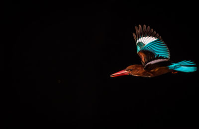 Close-up of bird flying against black background