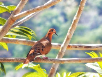Close-up of bird perching on branch