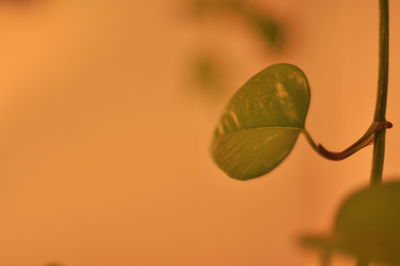 Close up of leaf