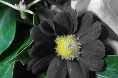 Close-up of flower blooming outdoors