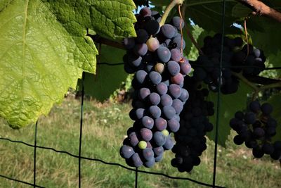 Close-up of grapes growing in vineyard