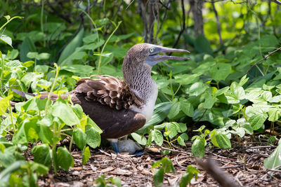 Bird in a field