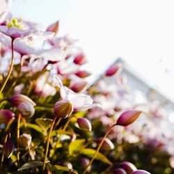 Close-up of flowers blooming outdoors