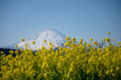 Yellow flowers growing on field against clear sky