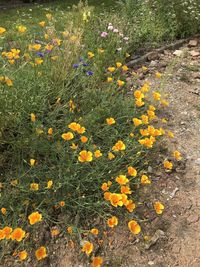 High angle view of yellow flowering plants on field