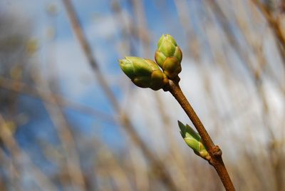 Close-up of fresh green plant