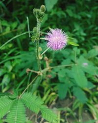 Close-up of thistle flower