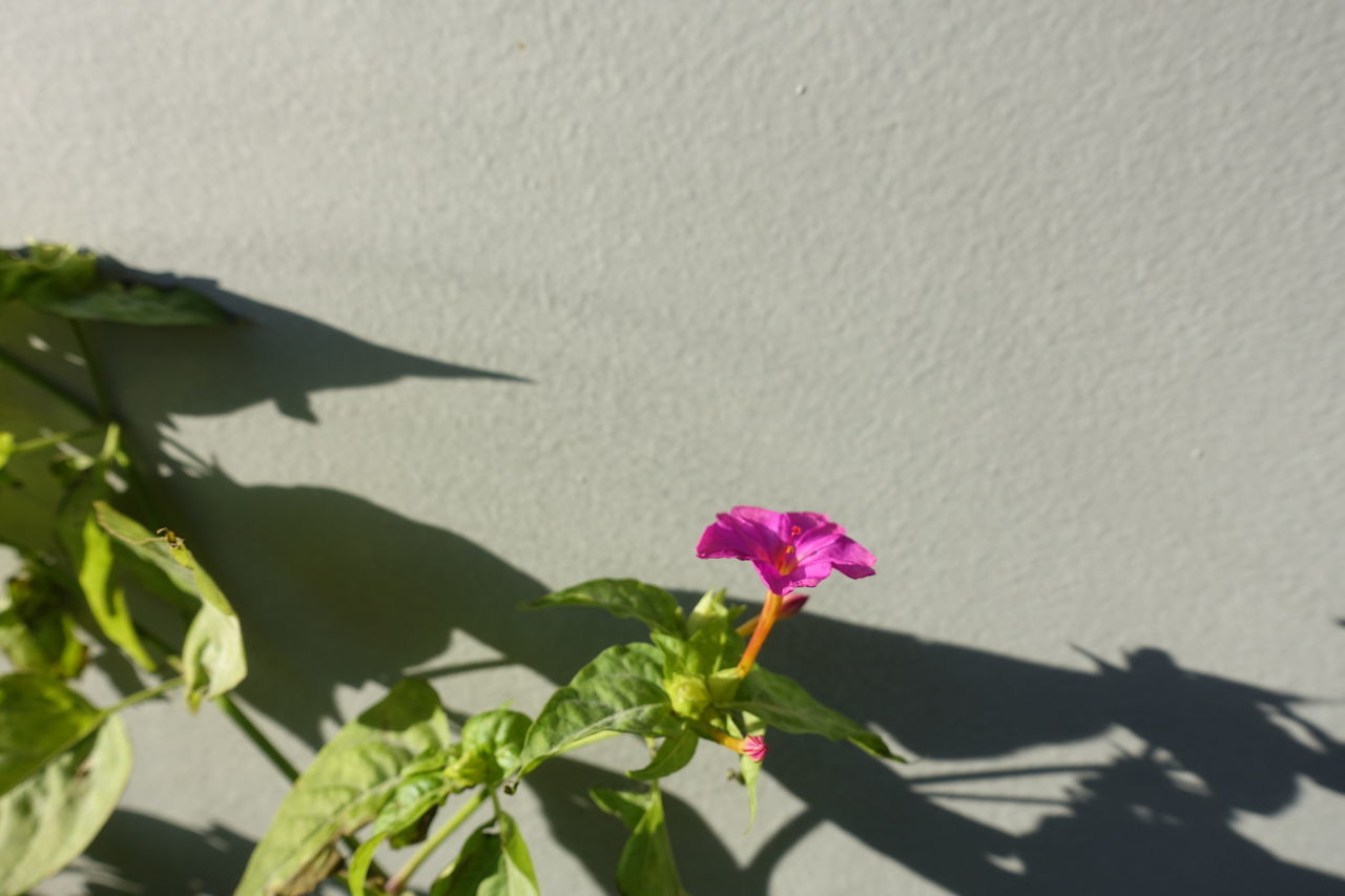 PINK FLOWERING PLANT AGAINST WALL