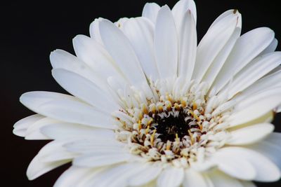 Close-up of white flower against black background