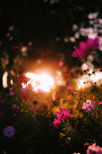 Close-up of pink flowering plants on field