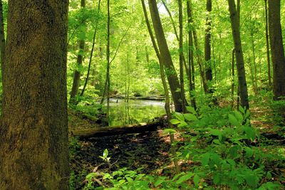 View of trees in forest