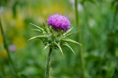 Close-up of thistle flower