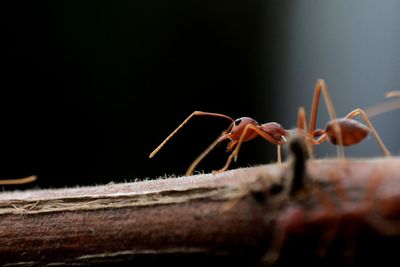 Close-up of insect on wood