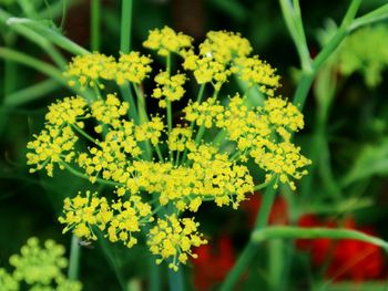 Close-up of flowers