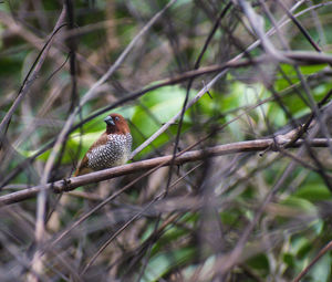 Close-up of a bird perching on branch