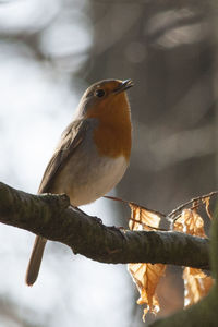 Close-up of bird perching on railing