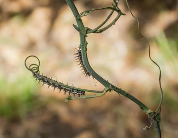 Close-up of plant growing outdoors