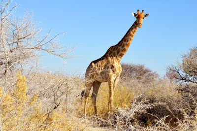 Majestic giraffe in the etosha national park namibia 