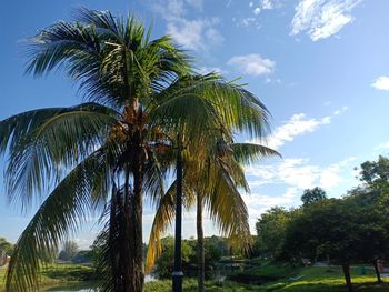 Low angle view of palm trees against sky