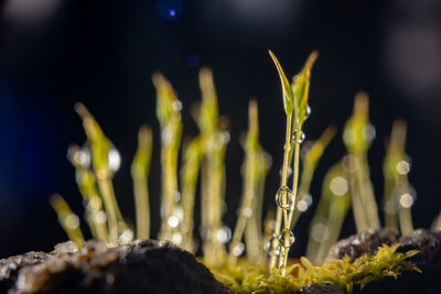Close-up of plant
