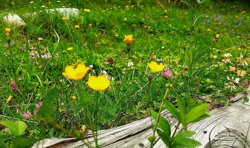 High angle view of yellow flowers growing on field