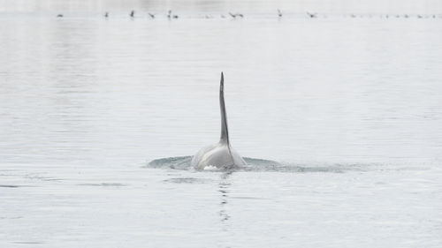 Killer whale swimming in sea