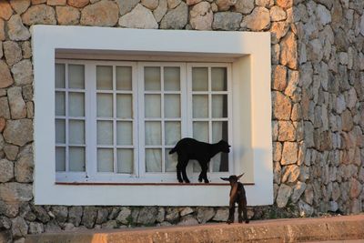 Black cat on window of building