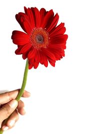 Close-up of hand holding red flower against white background