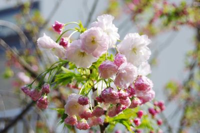 Close-up of pink cherry blossoms