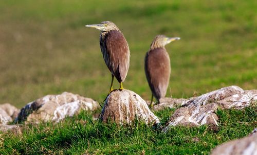 Bird perching on a field