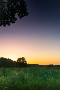 Scenic view of field against clear sky during sunset