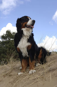 Dog looking away on field