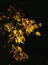 Close-up of yellow flowers against blurred background