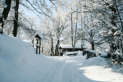 Snow covered bare trees and buildings