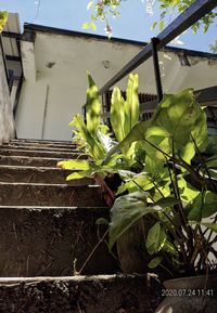 Close-up of plant against wall in yard