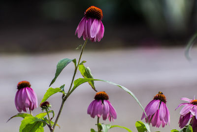 Close-up of purple coneflower blooming outdoors