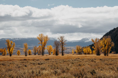 Autumn colored trees on field against sky