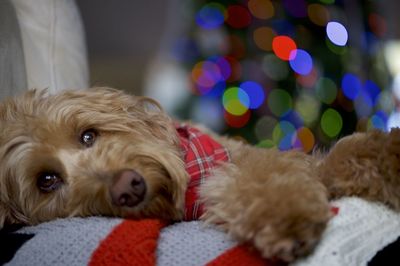 Close-up portrait of dog at home