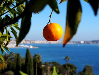 Orange hanging on tree against blue sky