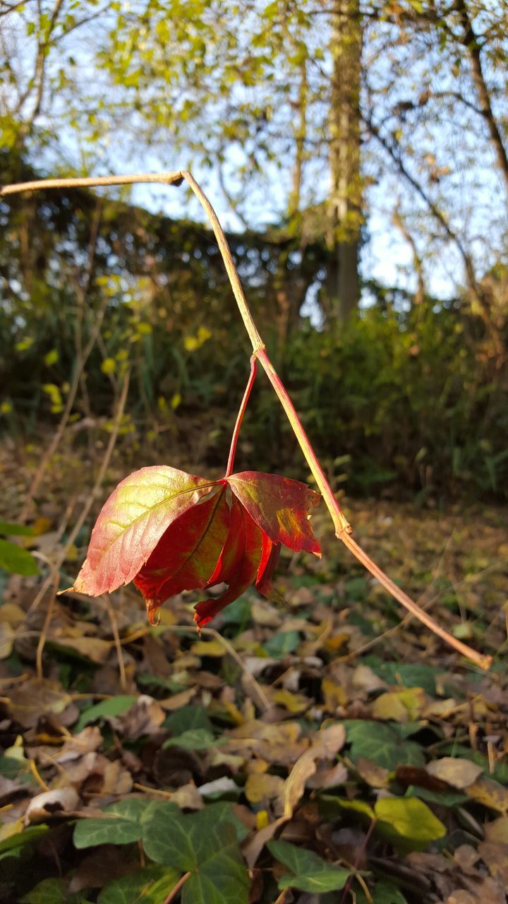 leaf, autumn, change, season, tree, forest, nature, focus on foreground, leaves, tranquility, close-up, dry, growth, red, branch, maple leaf, beauty in nature, leaf vein, day, selective focus