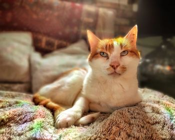 Portrait of cat relaxing on bed at home