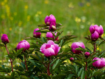 Close-up of pink flowering plants