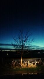 Bare trees on field against sky at night