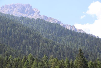 Scenic view of pine trees against sky