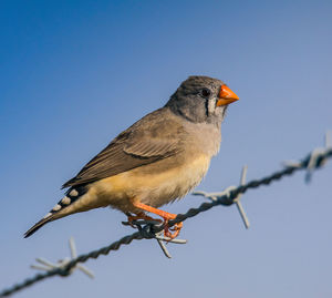 Low angle view of bird perching on wire against clear sky