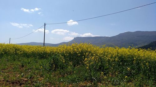 Yellow flowers growing on field against sky