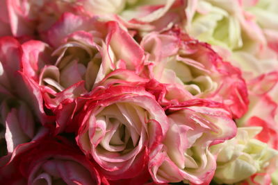 Close-up of rose bouquet