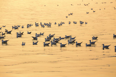 Seagulls floating on the sea surface