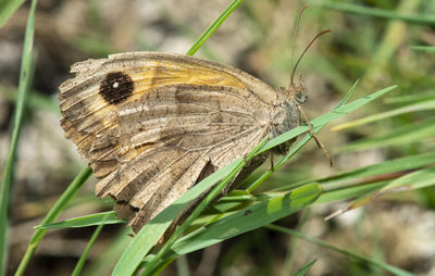 Close-up of butterfly on leaf